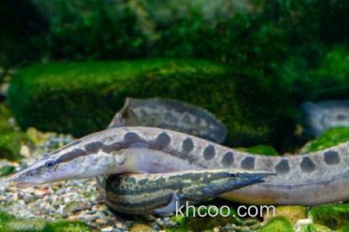 云斑刺鳅是什么鱼？_1