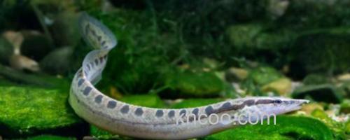 云斑刺鳅是什么鱼？_0