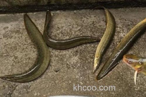 腹纹刺鳅是什么鱼？_2