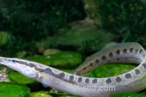 云斑刺鳅是什么鱼？_3