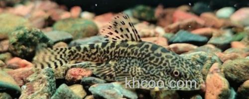 埔里华吸鳅是什么鱼？_0