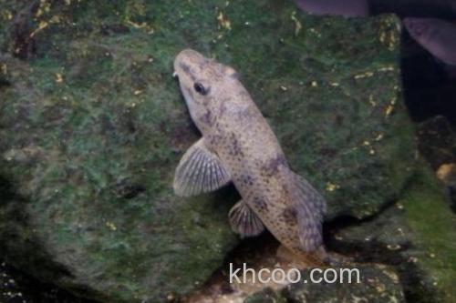 埔里华吸鳅是什么鱼？_1