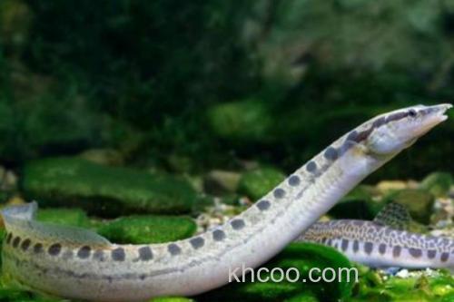 云斑刺鳅是什么鱼？_2