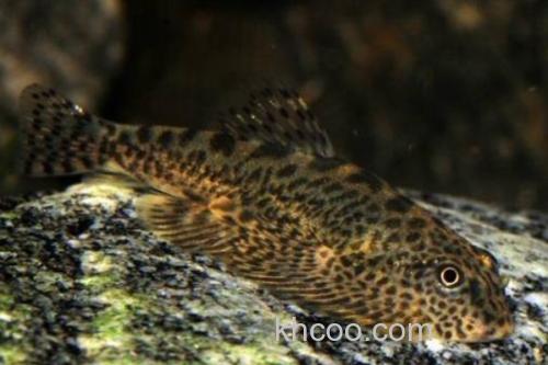 埔里华吸鳅是什么鱼？_2