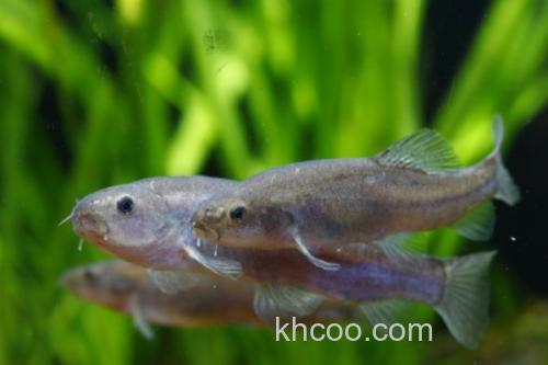 黑体云南鳅是什么鱼？_1