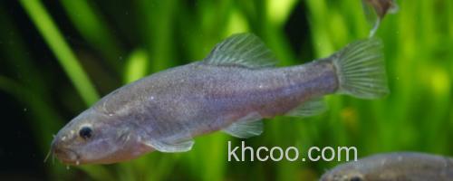 黑体云南鳅是什么鱼？_0