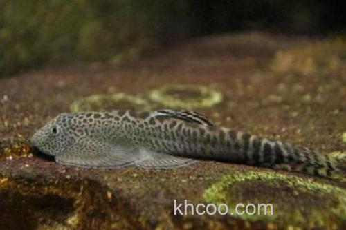 埔里华吸鳅是什么鱼？_3