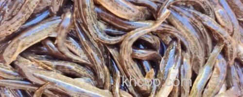 大斑云南鳅是什么鱼？_0