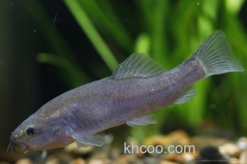 黑体云南鳅是什么鱼？_2