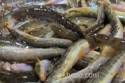 大斑云南鳅是什么鱼？_1