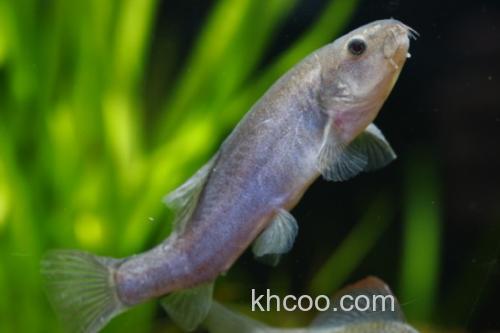 黑体云南鳅是什么鱼？_3