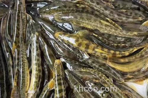 大斑云南鳅是什么鱼？_3