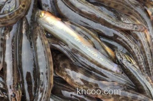 大斑云南鳅是什么鱼？_2