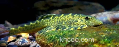 四川华吸鳅是什么鱼？_0