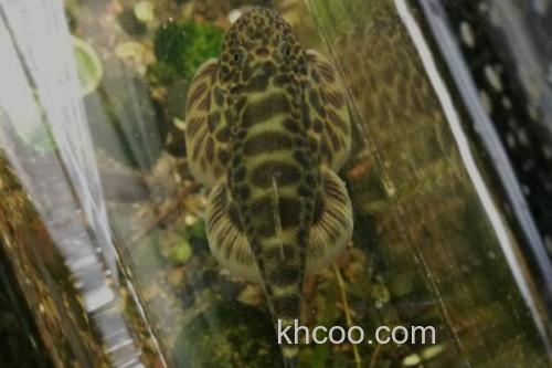 四川华吸鳅是什么鱼？_1