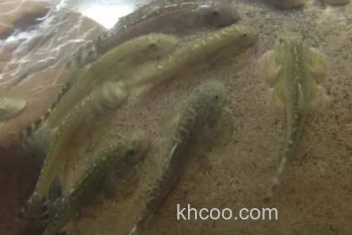 台湾间吸鳅是什么鱼？_1