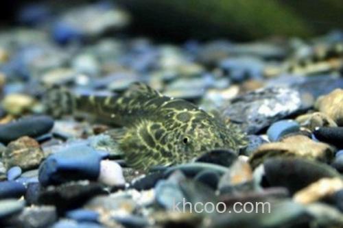 四川华吸鳅是什么鱼？_3