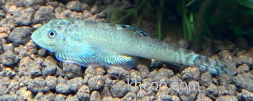 台湾间吸鳅是什么鱼？_0