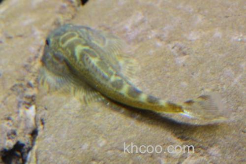 四川华吸鳅是什么鱼？_2