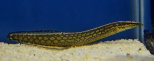 中华刺鳅是什么鱼？_0