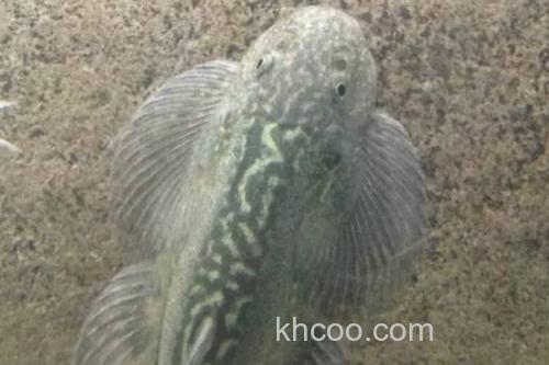 台湾间吸鳅是什么鱼？_3