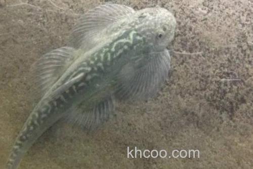 台湾间吸鳅是什么鱼？_2