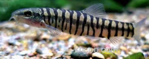 南盘江云南鳅是什么鱼？_0