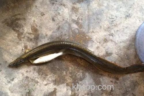 中华刺鳅是什么鱼？_3