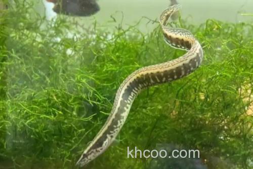 中华刺鳅是什么鱼？_1