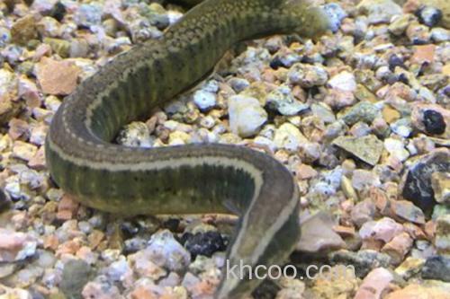 中华刺鳅是什么鱼？_2