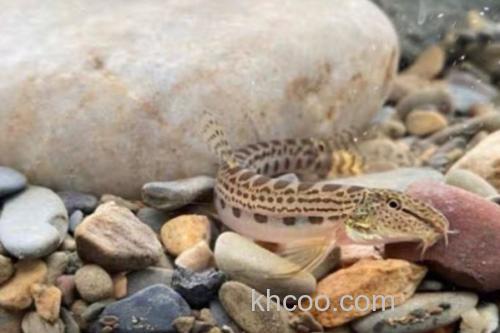 南盘江云南鳅是什么鱼？_3