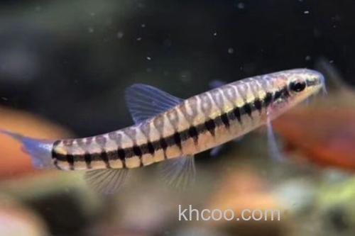 南盘江云南鳅是什么鱼？_2