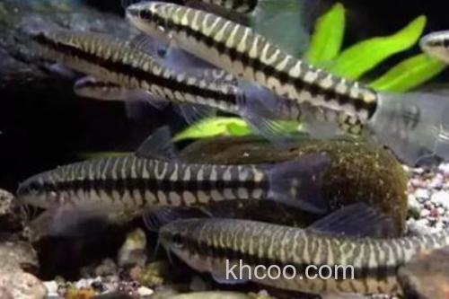 南盘江云南鳅是什么鱼？_1