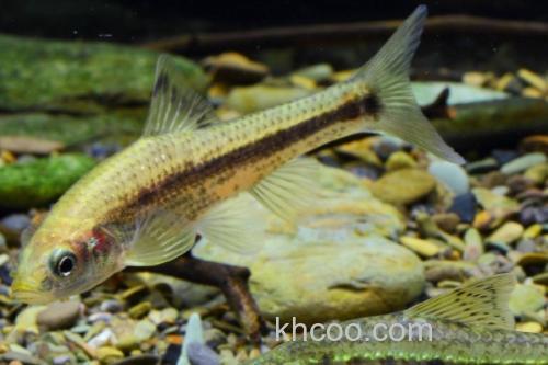 似䱻是什么鱼？_3