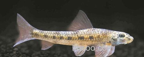 似䱻是什么鱼？_0