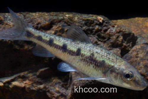 似䱻是什么鱼？_1