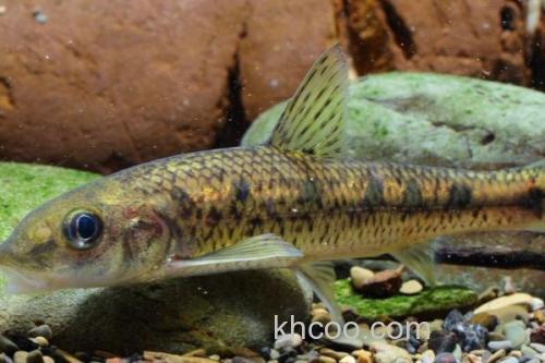 似䱻是什么鱼？_2