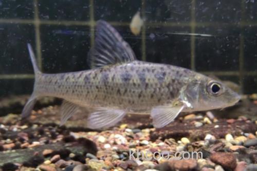 花䱻是什么鱼？_1