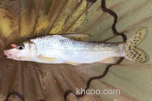 花䱻是什么鱼？_2