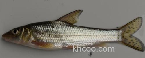 花䱻是什么鱼？_0