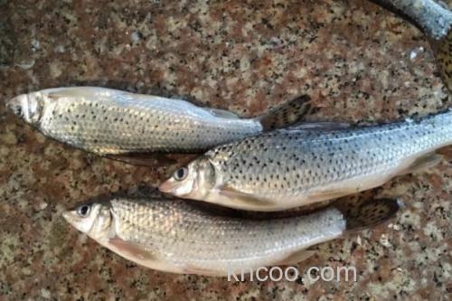 花䱻是什么鱼？_3