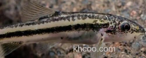 三角云南鳅是什么鱼？_0