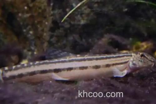 三角云南鳅是什么鱼？_2