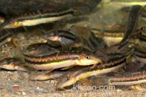 三角云南鳅是什么鱼？_1