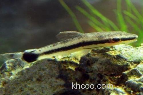 三角云南鳅是什么鱼？_3