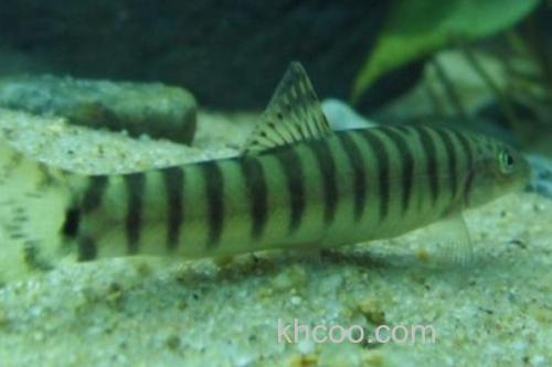 阳宗海云南鳅是什么鱼？_1