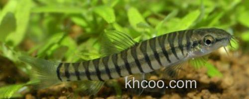 阳宗海云南鳅是什么鱼？_0