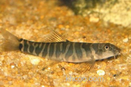 阳宗海云南鳅是什么鱼？_2