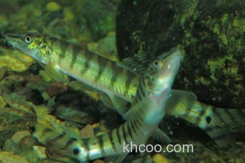 阳宗海云南鳅是什么鱼？_3