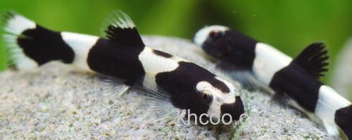 厚唇瑶山鳅是什么鱼？_0